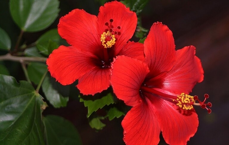 Người xưa dặn: Mồng 1 không thắp hương hoa màu đỏ này, đẹp nhưng 