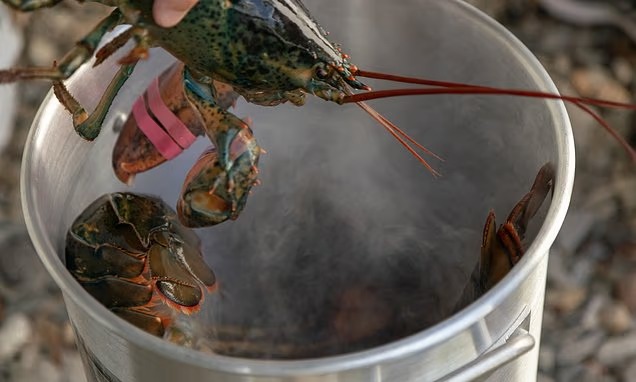 Một quốc gia châu Âu sẽ cấm luộc tôm hùm khi còn sống- Ảnh 1.