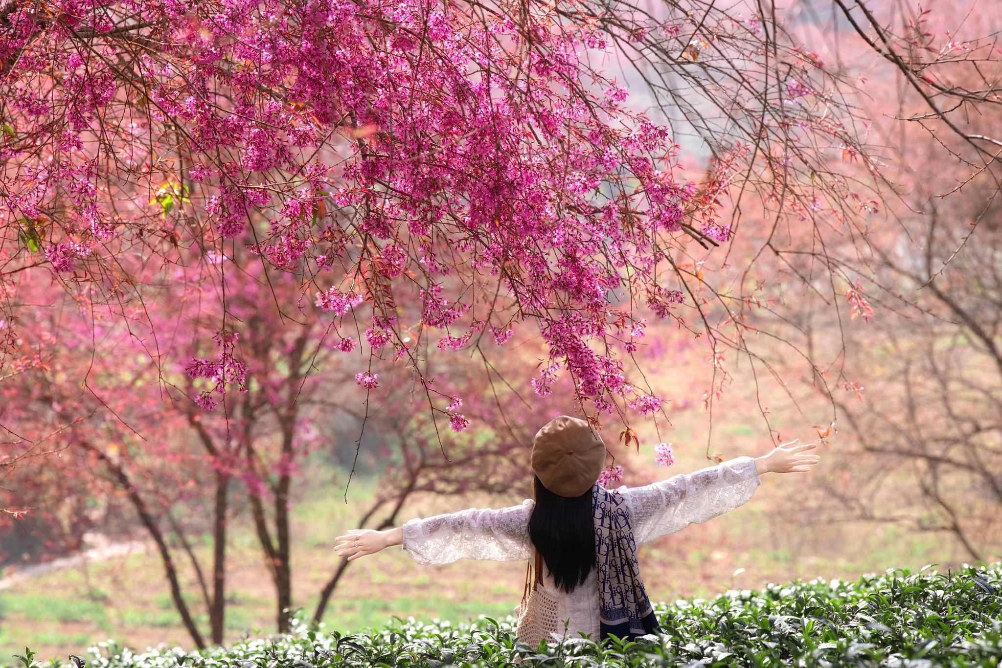 Mùa hoa mai anh đào cuối cùng nở rộ trên đồi chè Ô Long Sa Pa 1 Mùa hoa mai anh đào cuối cùng nở rộ trên đồi chè Ô Long Sa Pa - 1