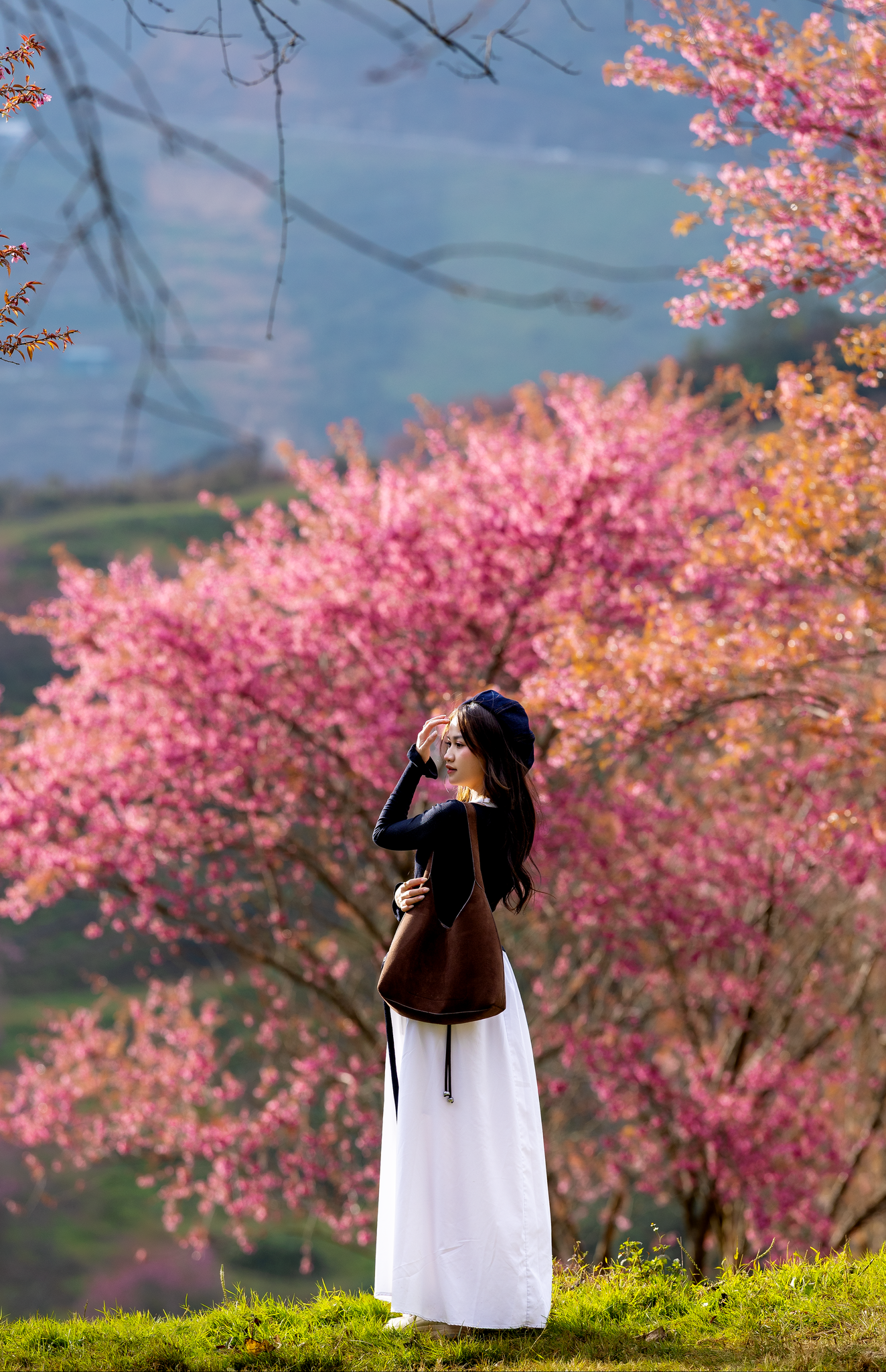 Mùa hoa mai anh đào cuối cùng nở rộ trên đồi chè Ô Long Sa Pa 4 Mùa hoa mai anh đào cuối cùng nở rộ trên đồi chè Ô Long Sa Pa - 4