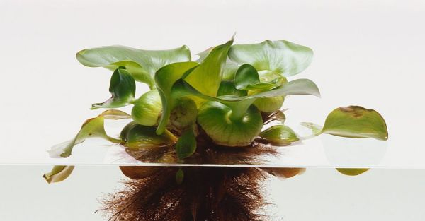 Muỗi sẽ vào nhà nếu bạn đang trồng 4 loại cây quen thuộc này- Ảnh 1.