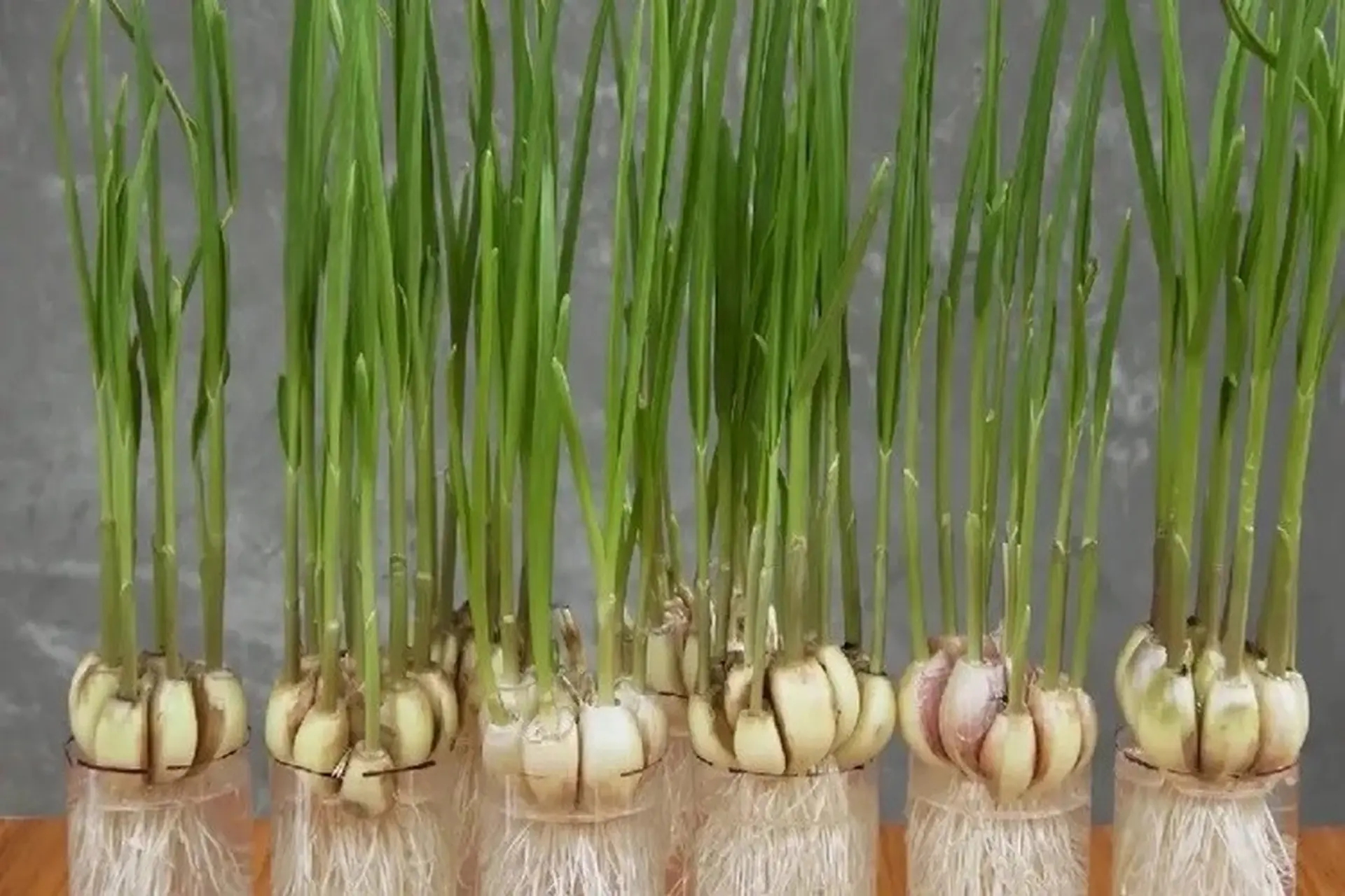 Chuột rất sợ 7 loại cây này: Muốn đuổi chuột, hãy trồng ít nhất 1 loại- Ảnh 1.