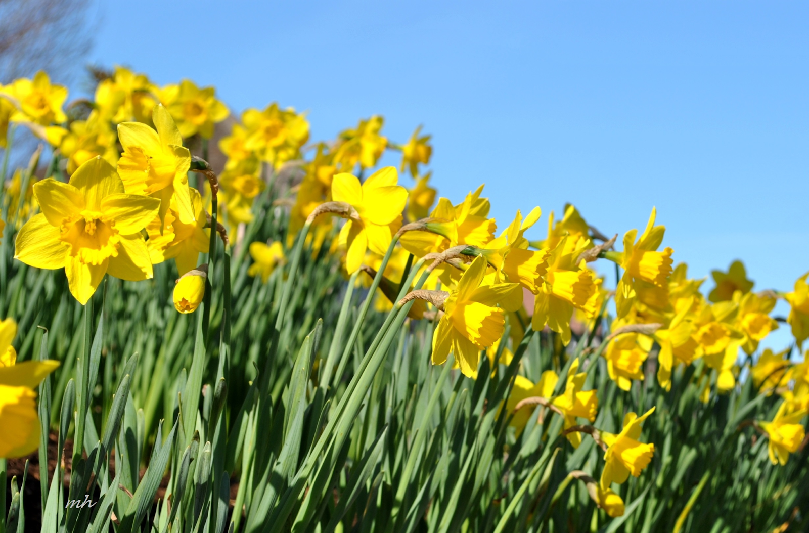 Chuột rất sợ 7 loại cây này: Muốn đuổi chuột, hãy trồng ít nhất 1 loại- Ảnh 3.