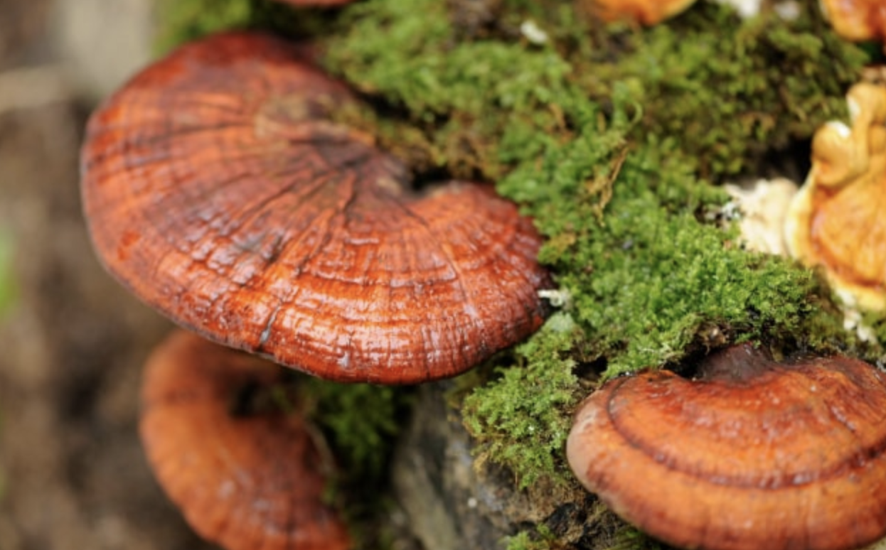 Nấm linh chi có chống được ung thư? - Ảnh 1. Nấm linh chi có chống được ung thư? - Ảnh 1.