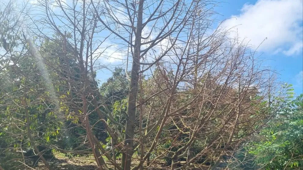 Nhiều cây sầu riêng tại xã Krông Pắc bị chết. Ảnh: T.T sầu riêng 09.jpg