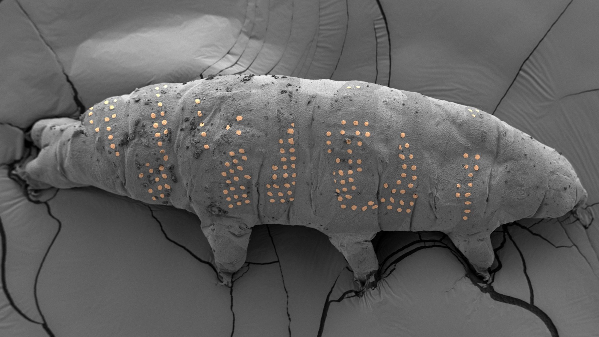 ảnh khoa học - Ảnh 1.