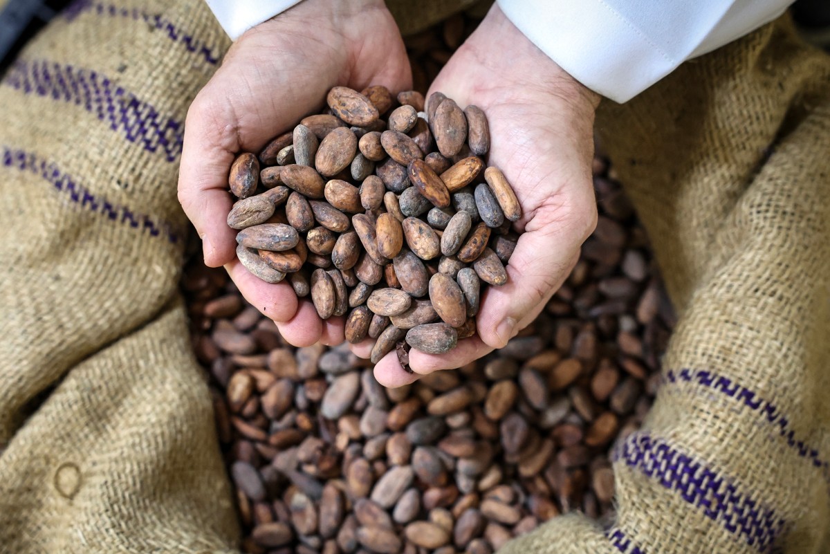 Ngành công nghiệp sô cô la gặp nguy khi ca cao có thể 'biến mất' do biến đổi khí hậu - Ảnh 1.