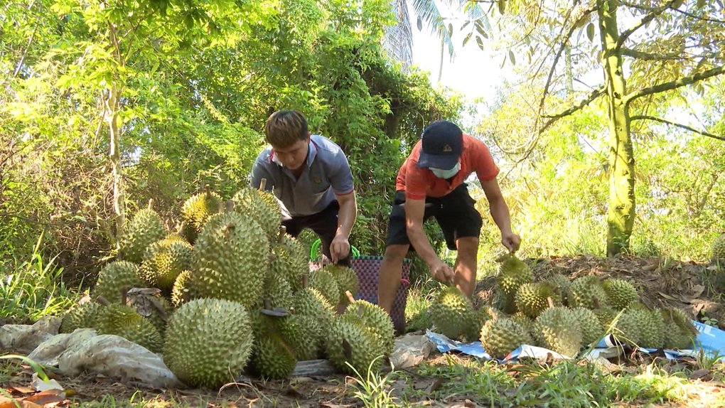 Nghịch lý sầu riêng: Được mùa nhưng doanh nghiệp đói hàng xuất khẩu - 1