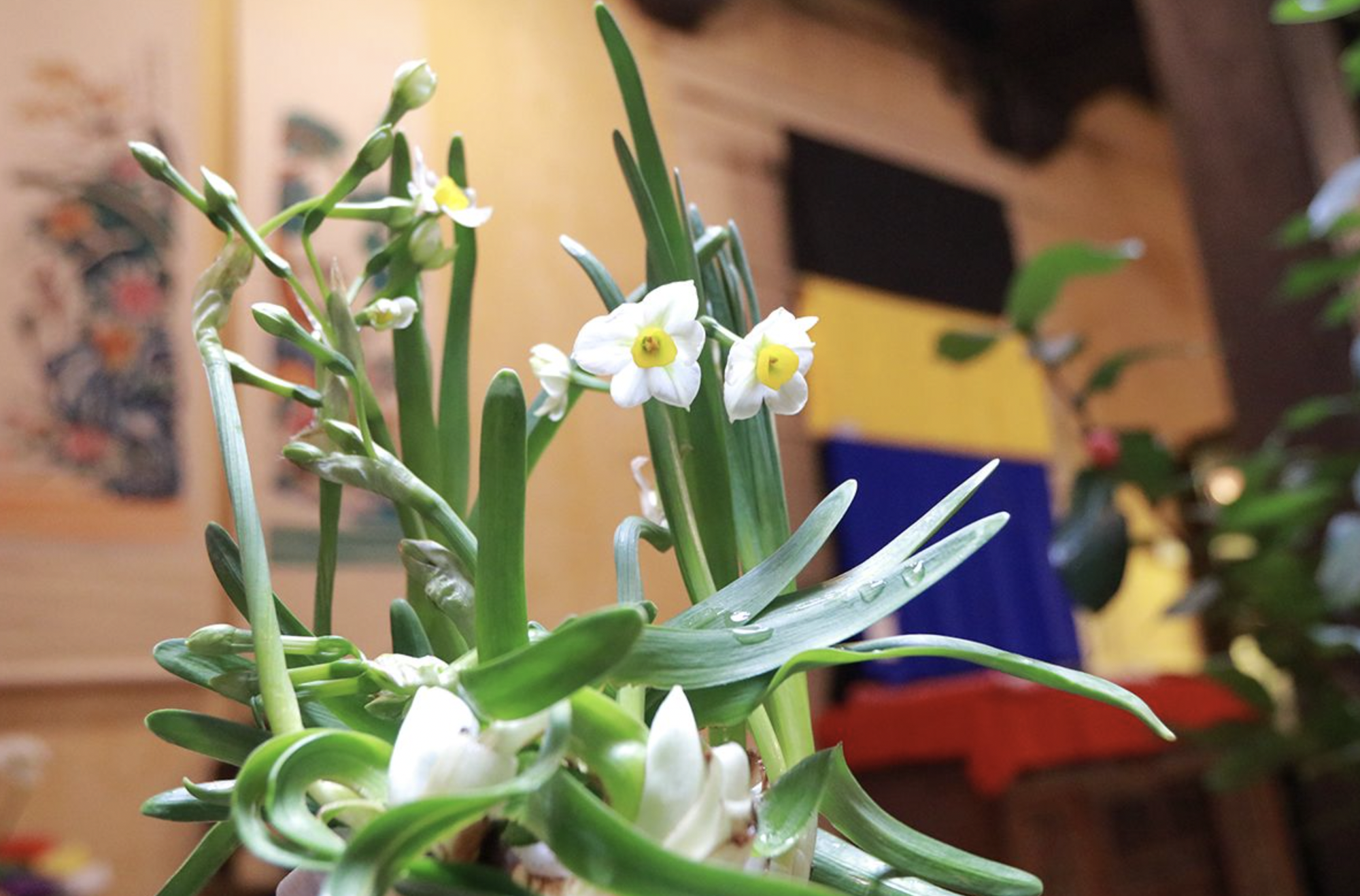 Loại cây vừa đẹp mắt vừa đuổi chuột cực tốt: Người Việt biết trồng từ trăm năm trước- Ảnh 1.