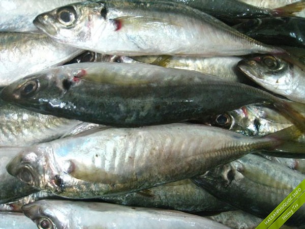 Người bán cá tiết lộ những loại cá họ bán nhiều nhất mỗi sáng- Ảnh 1.