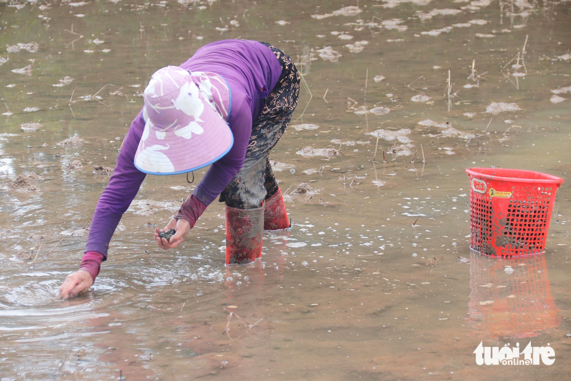 Người dân Đà Nẵng bắt cả tạ ốc bươu vàng, thu bộn tiền mỗi ngày 1 ốc bươu vàng - Ảnh 1.