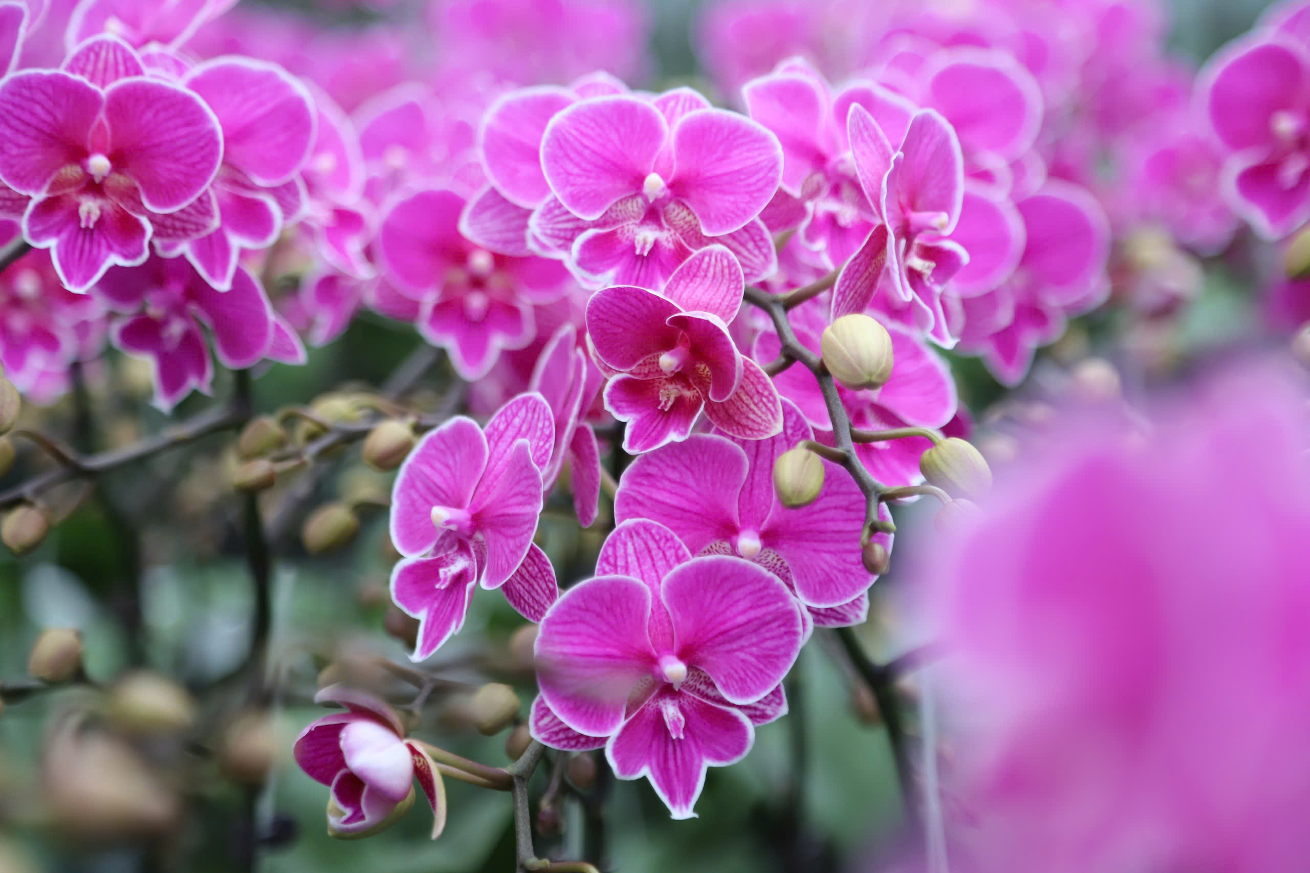 Người dân vùng ven biển Hà Tĩnh giảm nghèo bền vững 1 Học nghề ven biển ở Hà Tĩnh: Từ mô hình trồng lan trên vùng cát trắng tới nâng cao nghề truyền thống - Ảnh 1.