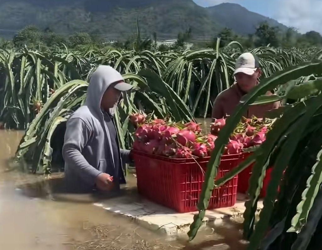 Người làm vườn mất tết vì lũ lụt- Ảnh 1. Người làm vườn mất tết vì lũ lụt- Ảnh 1.
