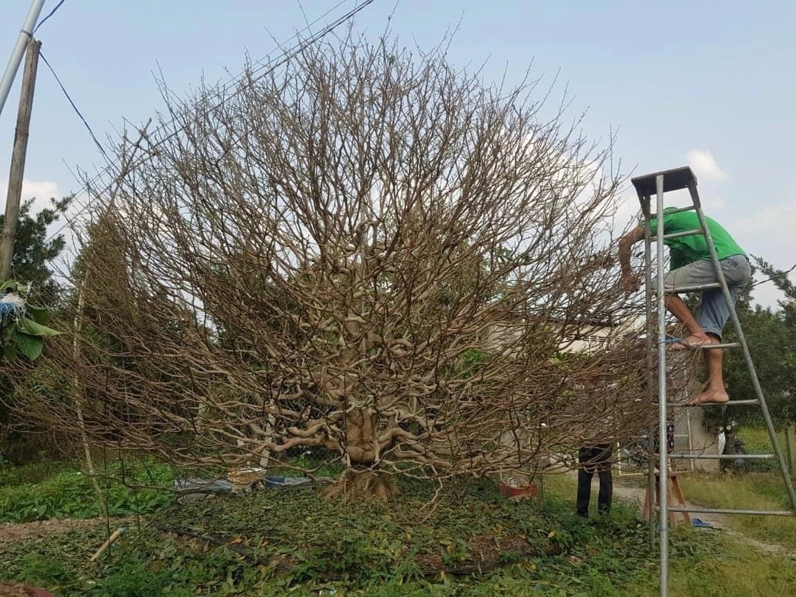 Người trồng hoa đối diện 'nỗi lo kép'- Ảnh 1.