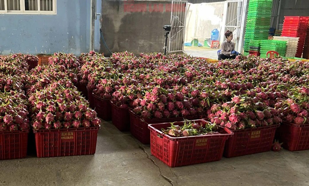 Người trồng thanh long thêm hào hứng - Ảnh 1. Người trồng thanh long thêm hào hứng - Ảnh 1.