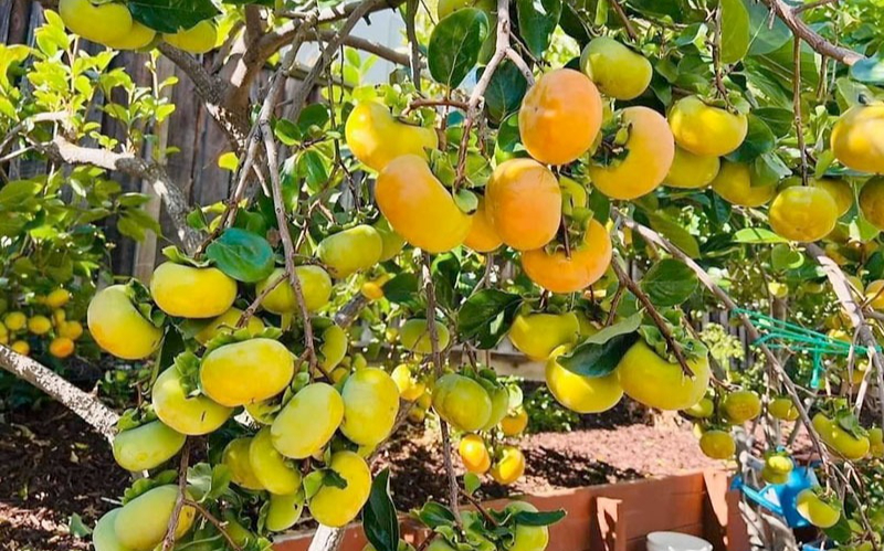 Người xưa dặn: Người xưa dặn: