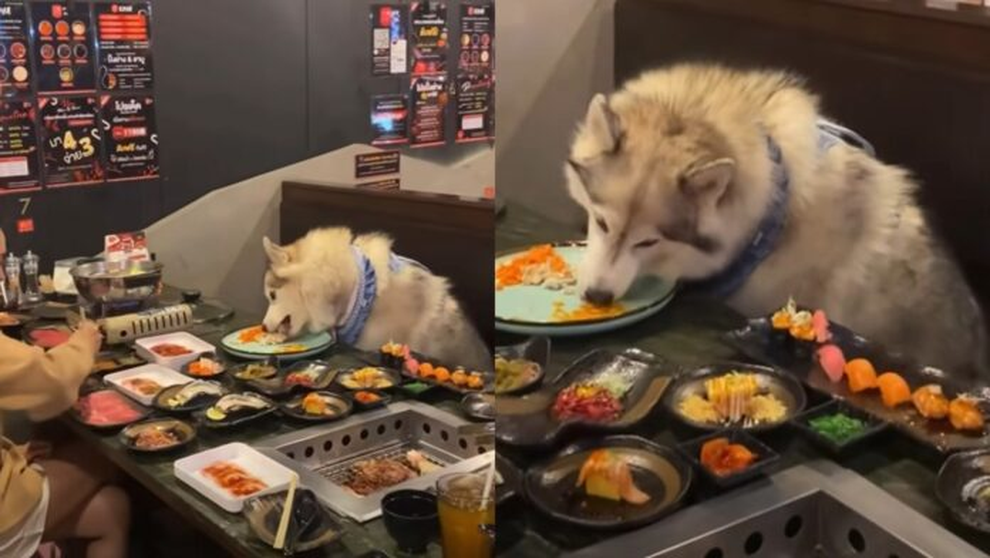 Nhà hàng cho phép chó cưng của khách dùng bữa ở bàn ăn gây tranh cãi - 1