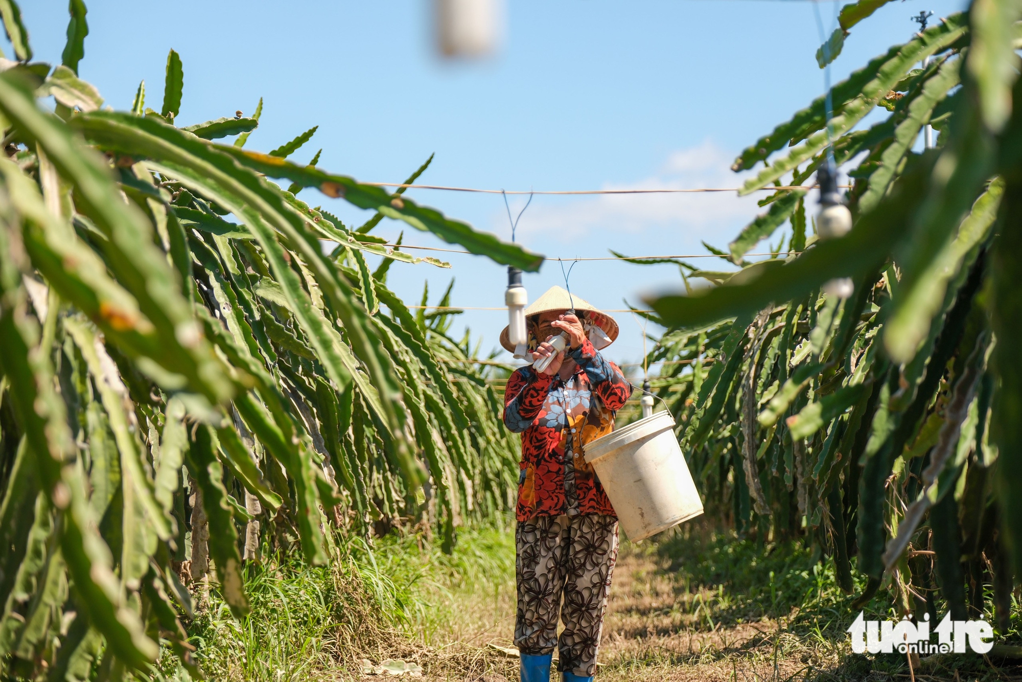 Nhà vườn thanh long Bình Thuận mất trắng vì lũ - Ảnh 1.