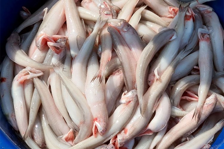 Loại cá da trơn, không có vảy, ít xương, nhiều ở vùng Thanh Hóa, Nghệ An, Hà Tĩnh: Nhiều chất mà lại rẻ- Ảnh 1.