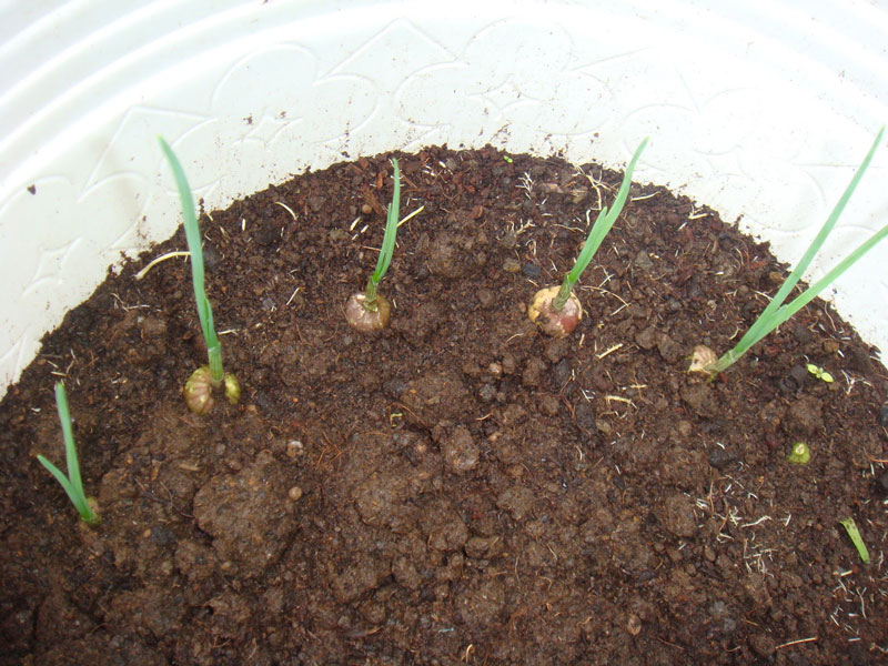 5 loại cây vừa xua đuổi rắn vừa làm thuốc: Nhiều gia đình Việt trồng mà không biết hết công dụng- Ảnh 1. 5 loại cây vừa xua đuổi rắn vừa làm thuốc: Nhiều gia đình Việt trồng mà không biết hết công dụng- Ảnh 1.