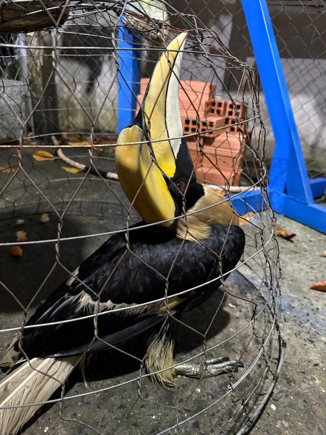 Chim quý tưởng như sắp tuyệt chủng bỗng xuất hiện liên tục, bay cả vào nhà dân: Nhiều người Việt vui mừng- Ảnh 1.