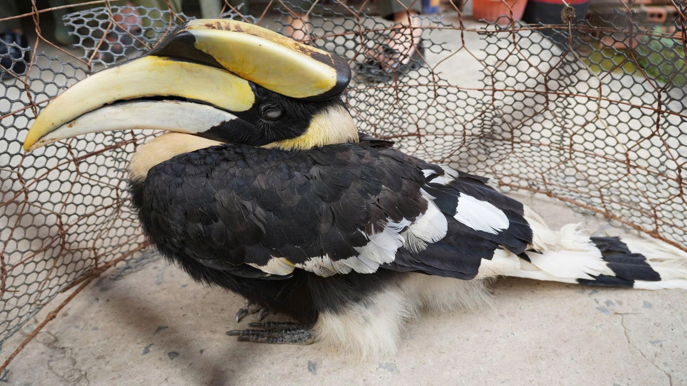 Chim quý tưởng như sắp tuyệt chủng bỗng xuất hiện liên tục, bay cả vào nhà dân: Nhiều người Việt vui mừng- Ảnh 2.