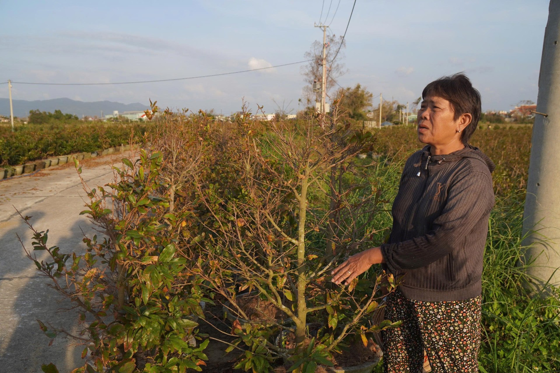 Nỗi buồn lan dọc thủ phủ mai vàng miền Trung - Ảnh 1.