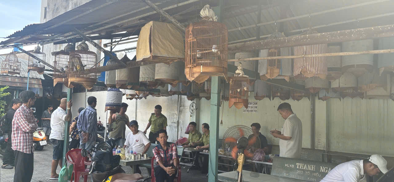 Nỗi lòng người nuôi chim cảnh - Ảnh 1. Nỗi lòng người nuôi chim cảnh - Ảnh 1.