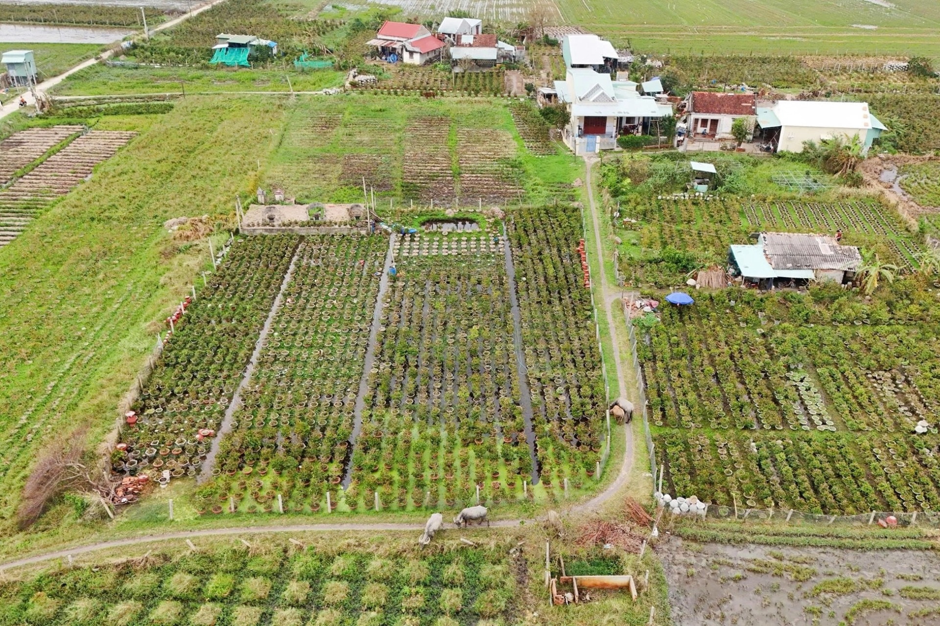 Nông dân điêu đứng vì mai Tết cười sau bão lũ dồn dập - 1