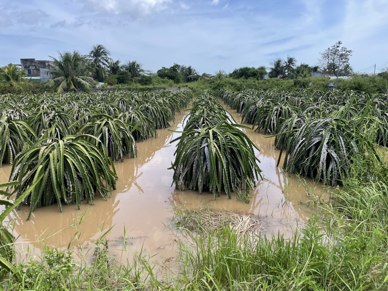 Nông dân mất trắng, nhà sập, công ty thủy lợi nói việc xả lũ “đúng quy trình” - Ảnh 1.