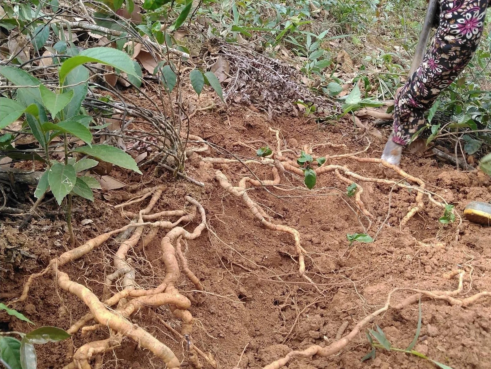 Trồng cây lấy củ được ví như 