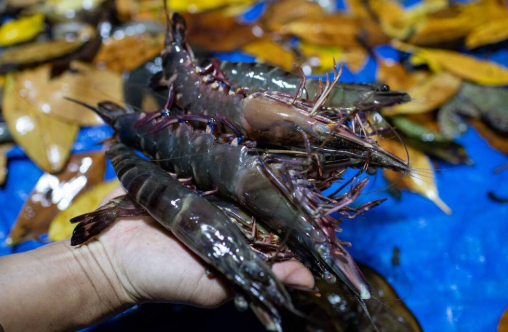 Không phải sầu riêng, đây là mặt hàng Việt làm mưa làm gió tại Trung Quốc: Nước ta bỏ túi hơn 1,2 tỷ USD, xuất khẩu đứng thứ 2 thế giới- Ảnh 1.