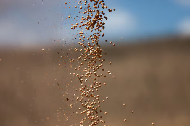 Nhận tin buồn từ Trung Quốc, Mỹ đưa gần 1 triệu tấn ‘hạt vàng’ vào Việt Nam: Nước ta tiêu thụ hàng triệu tấn mỗi năm, giá rẻ hấp dẫn- Ảnh 1.