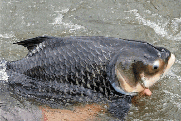 Nuôi loài cá khổng lồ được mệnh danh 'Vua cá nước ngọt': Giá 500.000 đồng/kg, nông dân lãi đậm, thương lái lùng mua 1 Vua cá nước ngọt, cá hô