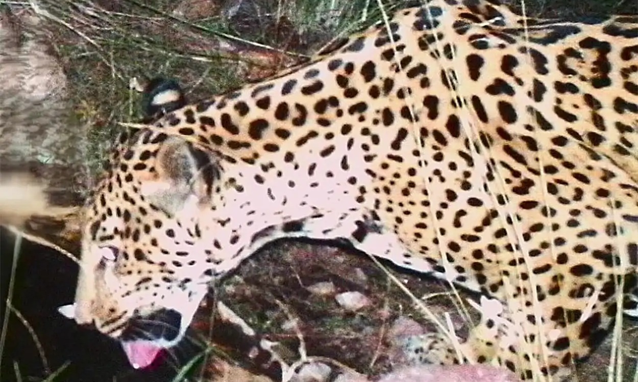 Phát hiện cá thể báo đốm chưa từng thấy xuất hiện liên tục- Ảnh 1.