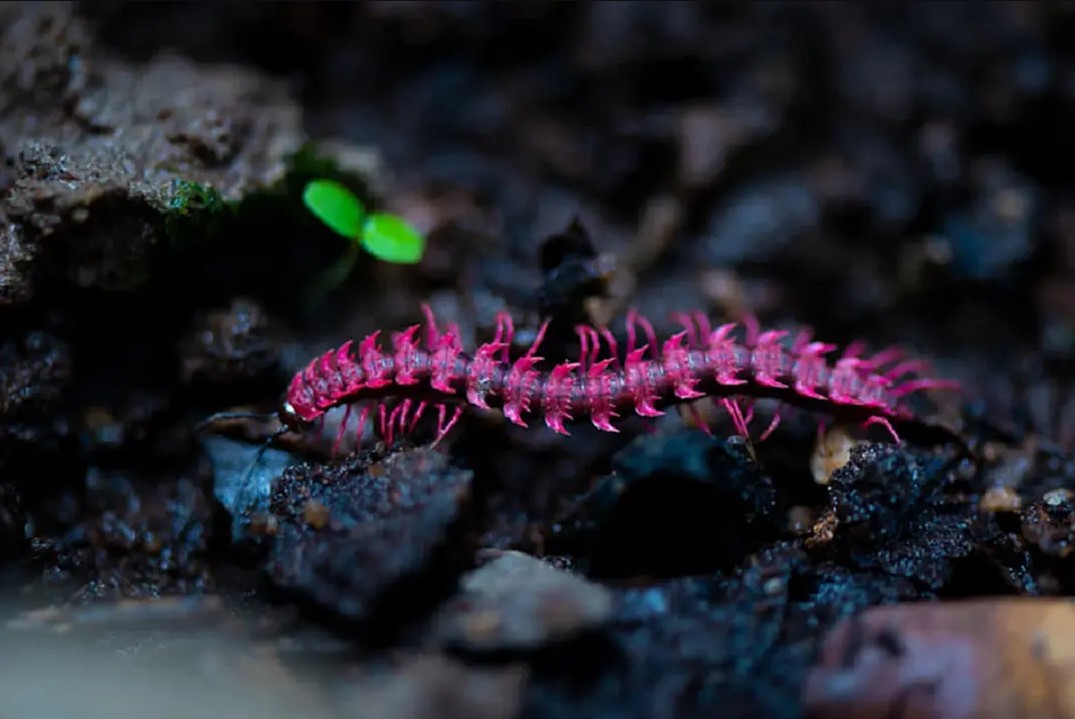 Phát hiện loài sinh vật hiếm chỉ xuất hiện vài ngày mỗi năm, du khách nối đuôi nhau đến tận nơi xem- Ảnh 1.