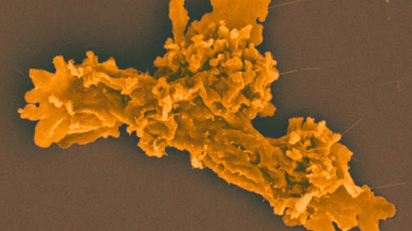 Phát hiện sinh vật mới sinh sôi ở nhiệt độ 63°C - Ảnh 1. sinh vật mới - Ảnh 1.