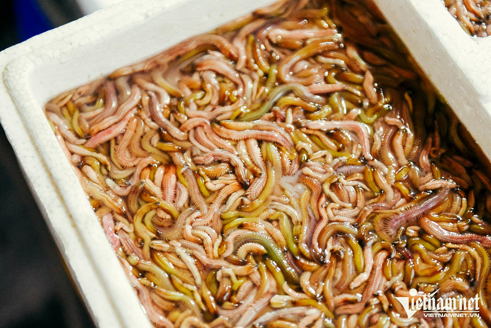 Quán Hà Nội bán đặc sản "nhìn sợ nhưng ăn ngon", báo Tây nhiều lần khen nức nở 1 Khi chưa chế biến, rươi sống khiến nhiều người e sợ. Ảnh: Linh Trang