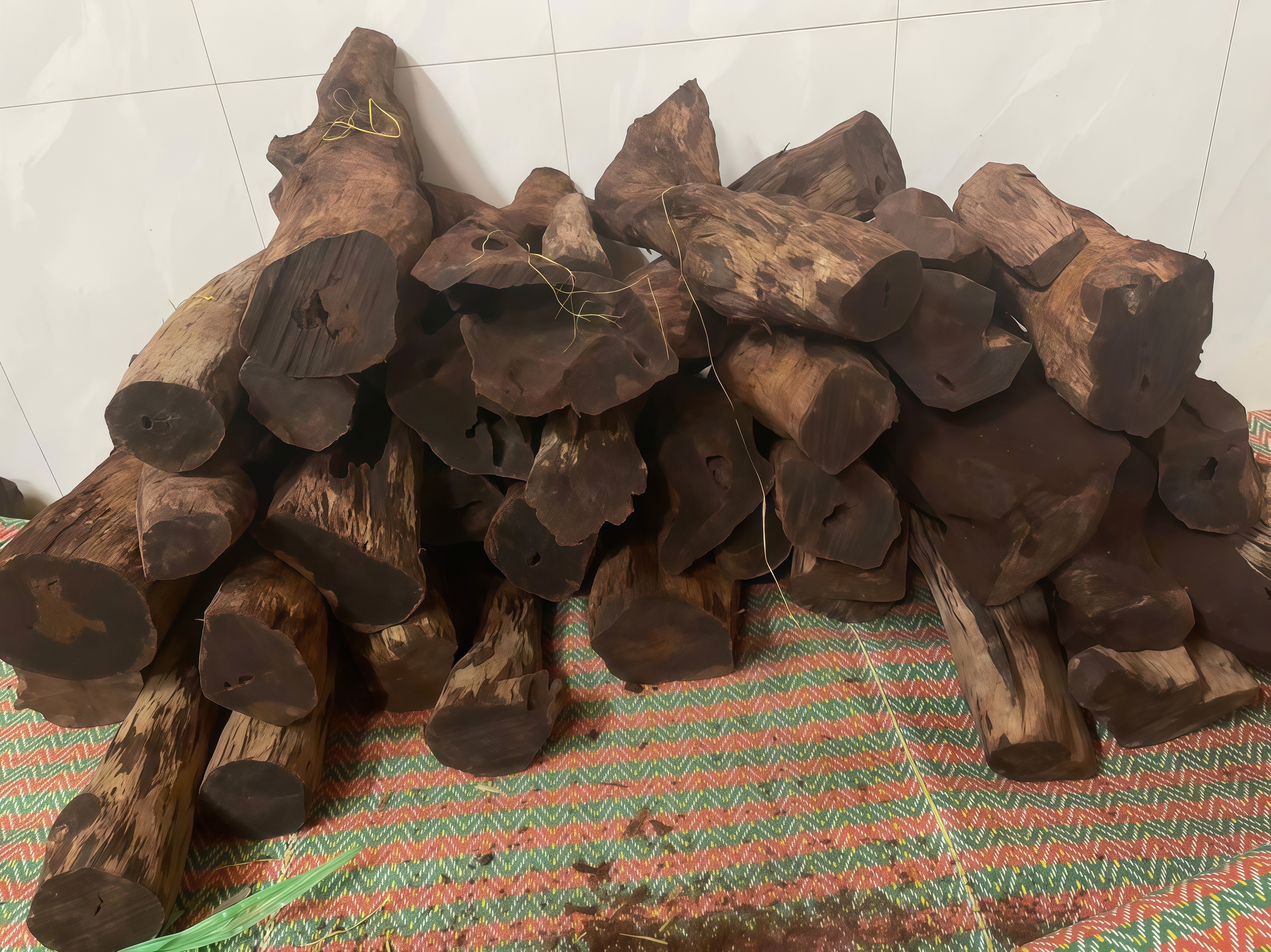 Gỗ mán đỉa Quảng Trị: Cơn sốt giá cao và nguy cơ xâm hại rừng tự nhiên - Ảnh 1.