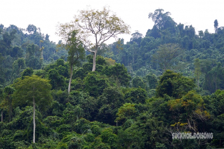 Rừng cổ thụ khoác áo mới bên hồ nước ngọt đẹp nhất thế giới 10 Rừng cổ thụ 'khoác áo mới' bên hồ nước ngọt đẹp nhất thế giới - 9