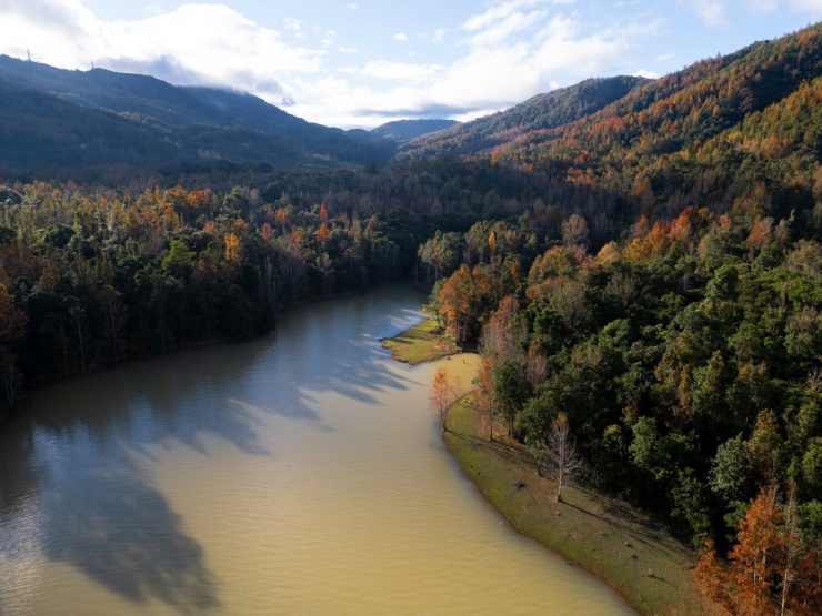Rừng phong Khe Sanh đổi màu lá, hút khách trekking - 1