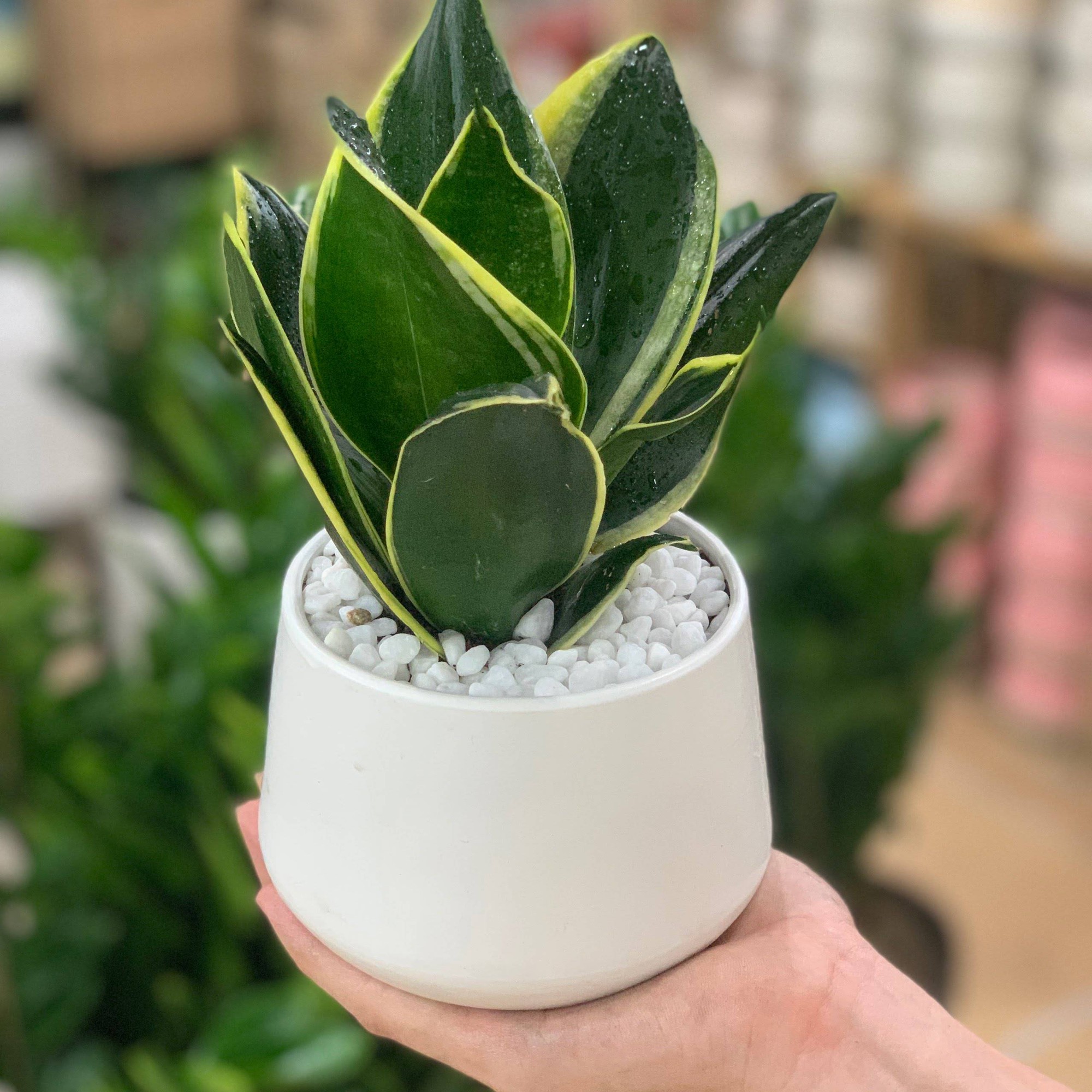 Đầu năm mới khuyên bạn nên trồng 5 loại cây này: Rước lộc vào nhà, hút tiền bạc như nam châm- Ảnh 2.