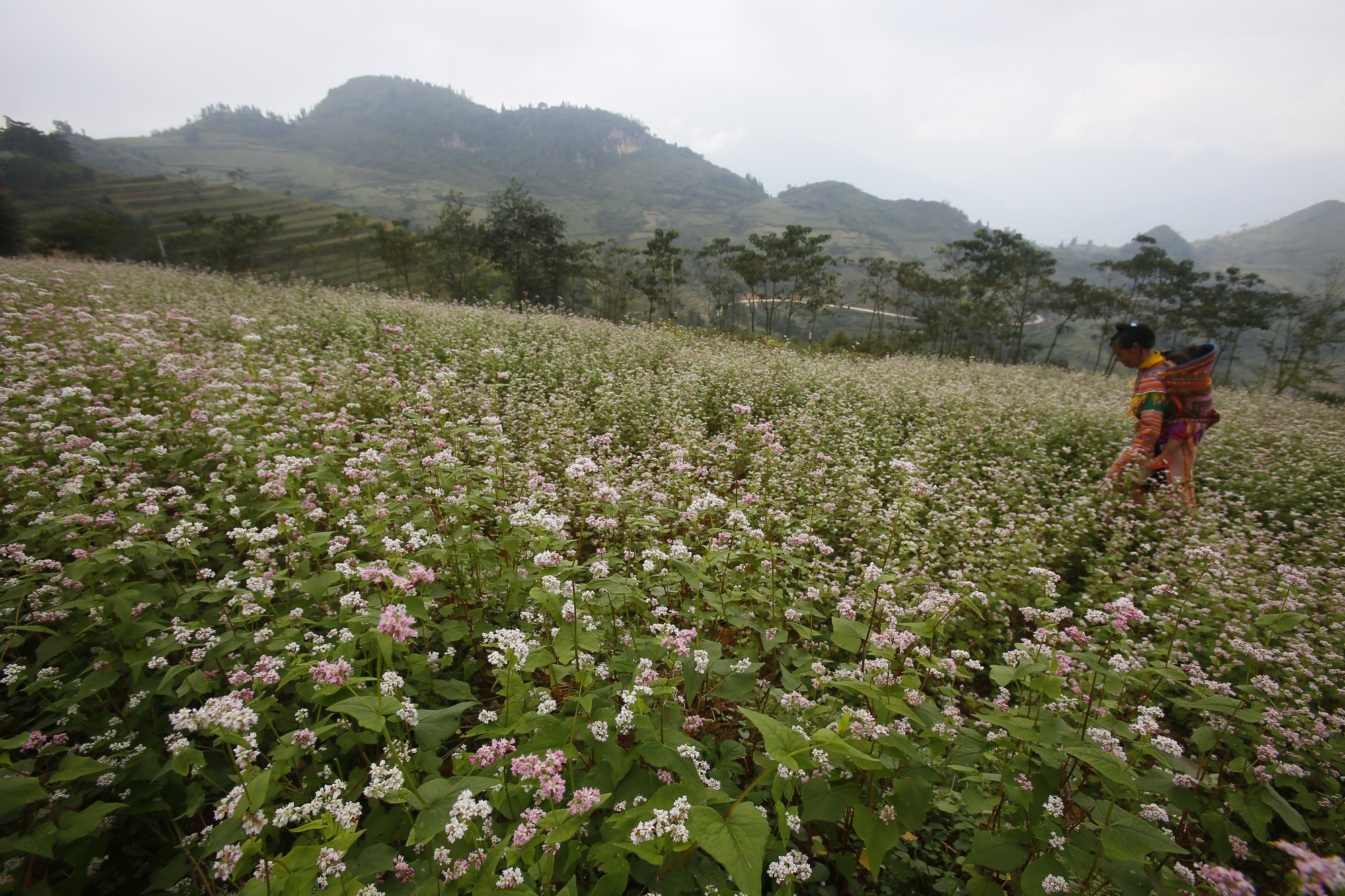 Sắc hồng mơ mộng của Tây Bắc- Ảnh 2. Sắc hồng mơ mộng của Tây Bắc- Ảnh 2.