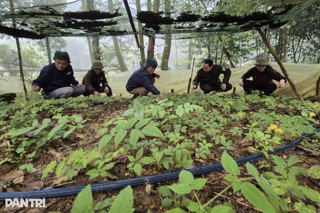 Sâm Ngọc Linh trên đỉnh Pù Rinh, sinh kế mới cho người giữ rừng Thanh Hóa - 1