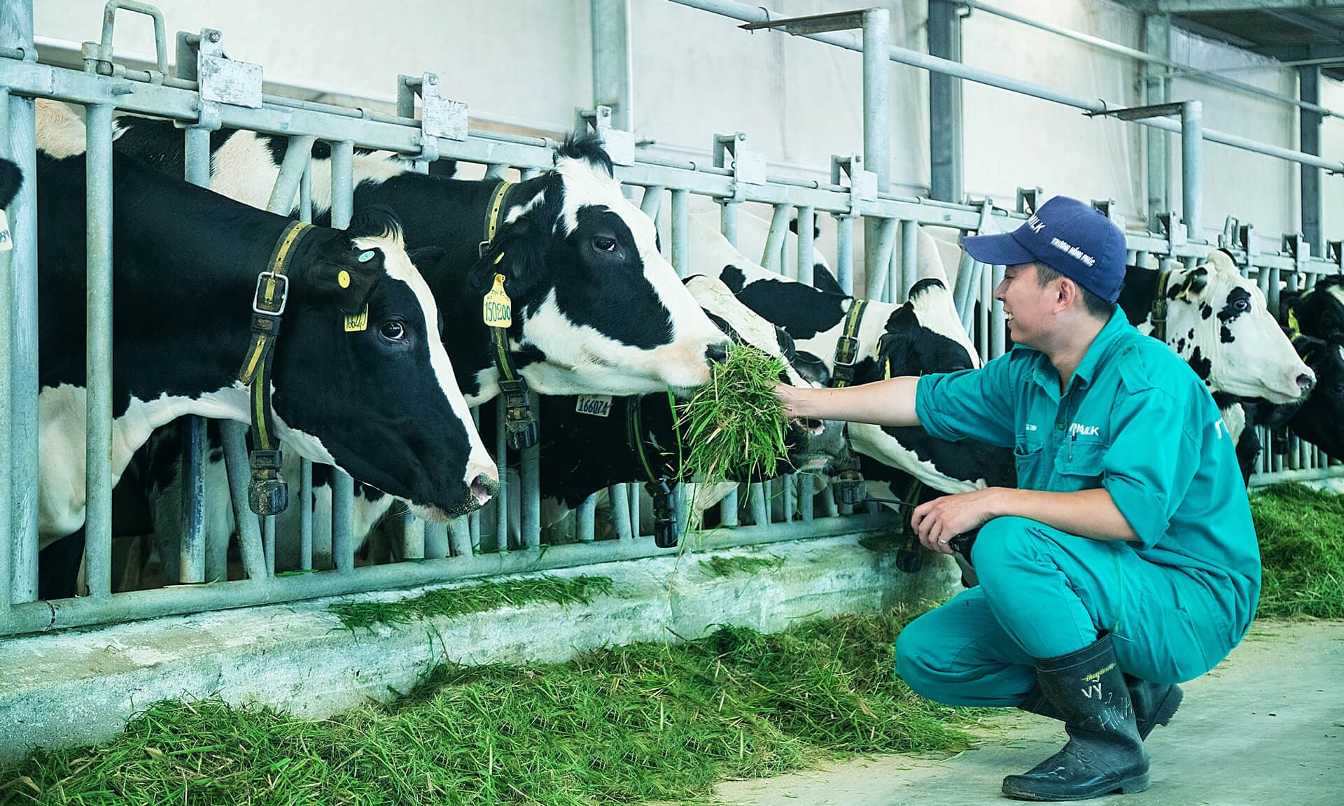 Sản phẩm sữa tươi duy nhất của Việt Nam đạt bộ đôi chứng nhận và giải thưởng danh giá- Ảnh 2. Sản phẩm sữa tươi duy nhất của Việt Nam đạt bộ đôi chứng nhận và giải thưởng danh giá- Ảnh 2.