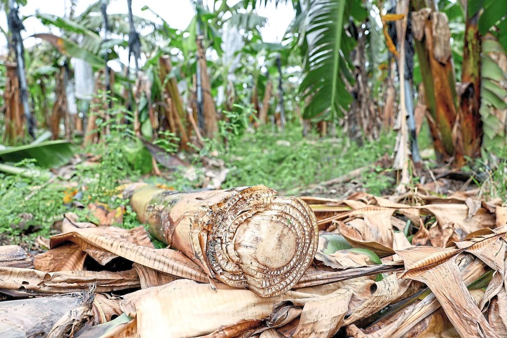 Sáng kiến lạ từ thân cây chuối khiến một công ty Đài Loan được săn lùng - 1