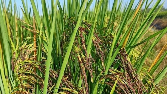 Sau Cuba, Việt Nam tiếp tục đem nhiều loại gạo gây sốt sang trồng tại Nam Mỹ, vừa chuyển giao cả giống lúa lẫn kỹ thuật canh tác- Ảnh 1.