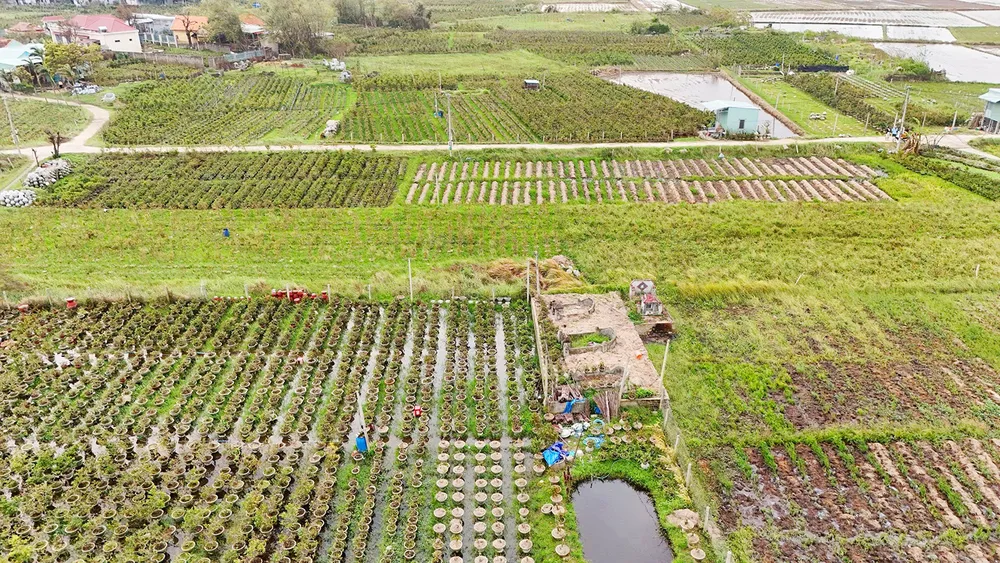Thủ phủ mai vàng tại phường An Nhơn Đông tiêu điều sau bão lũ. Nong-dan-Gia-Lai-mat-Tet-do-mai-bi-thiet-hai-do-mua-bao-8.jpg