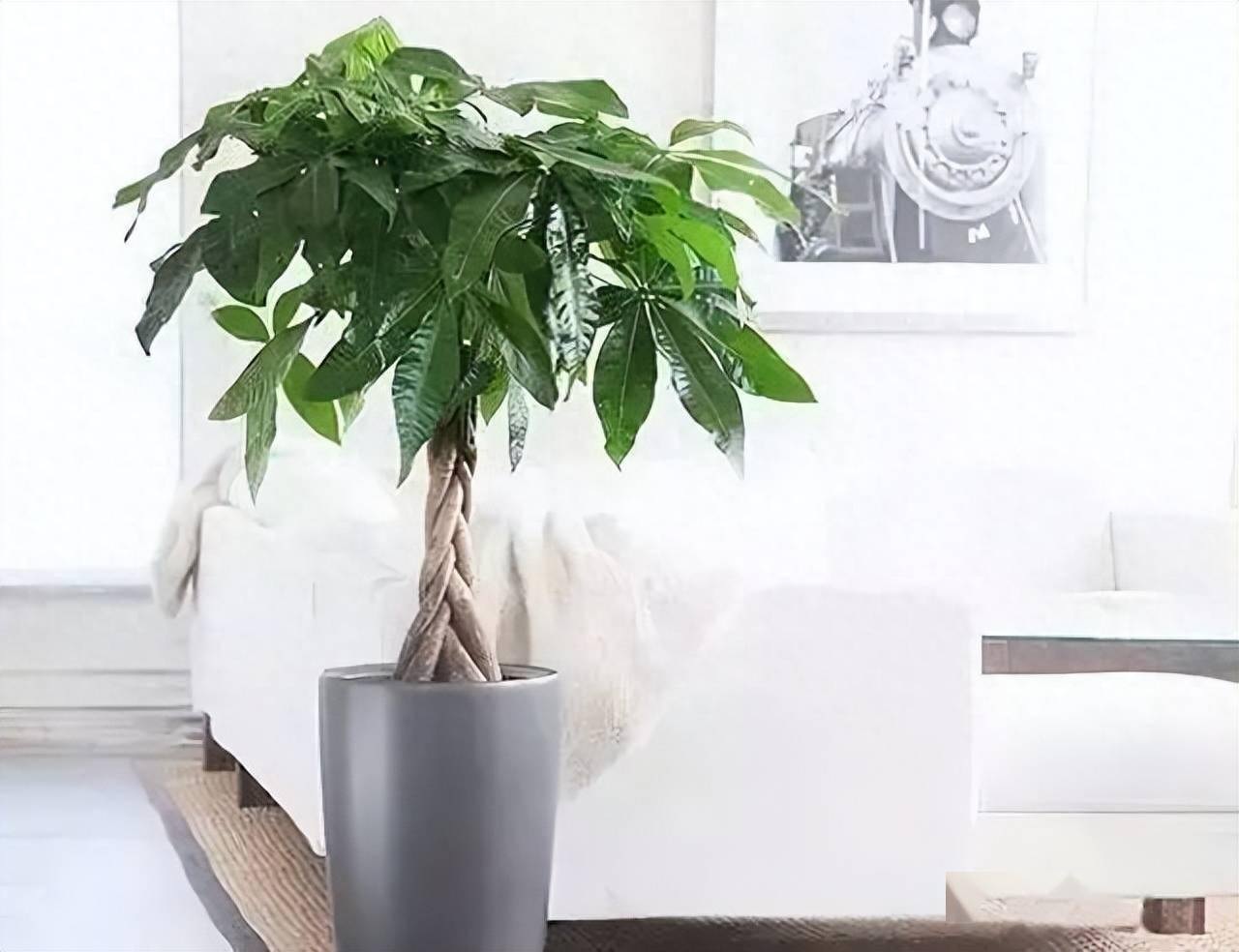 Trồng cây cảnh trong nhà không chỉ trang trí cho không gian thêm xanh tươi mà còn mang ý nghĩa về mặt phong thủy. Ảnh: Sohu Trồng cây cảnh trong nhà không chỉ trang trí cho không gian thêm xanh tươi mà còn mang ý nghĩa về mặt phong thủy. Ảnh: Sohu