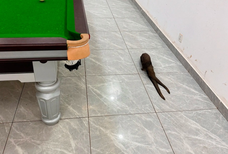 Sinh vật không đầu xuất hiện trong quán bi-a ở Congo khiến mạng xã hội Trung Quốc xôn xao- Ảnh 1.